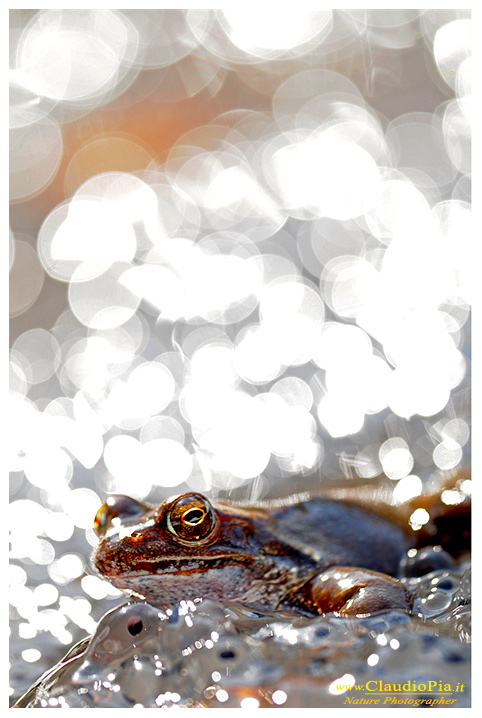  rana temporaria, rana alpina, common frog, rana_bermeja, val d Aveto, mating, deposizione uova, ovature